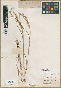 Calamagrostis confinis image
