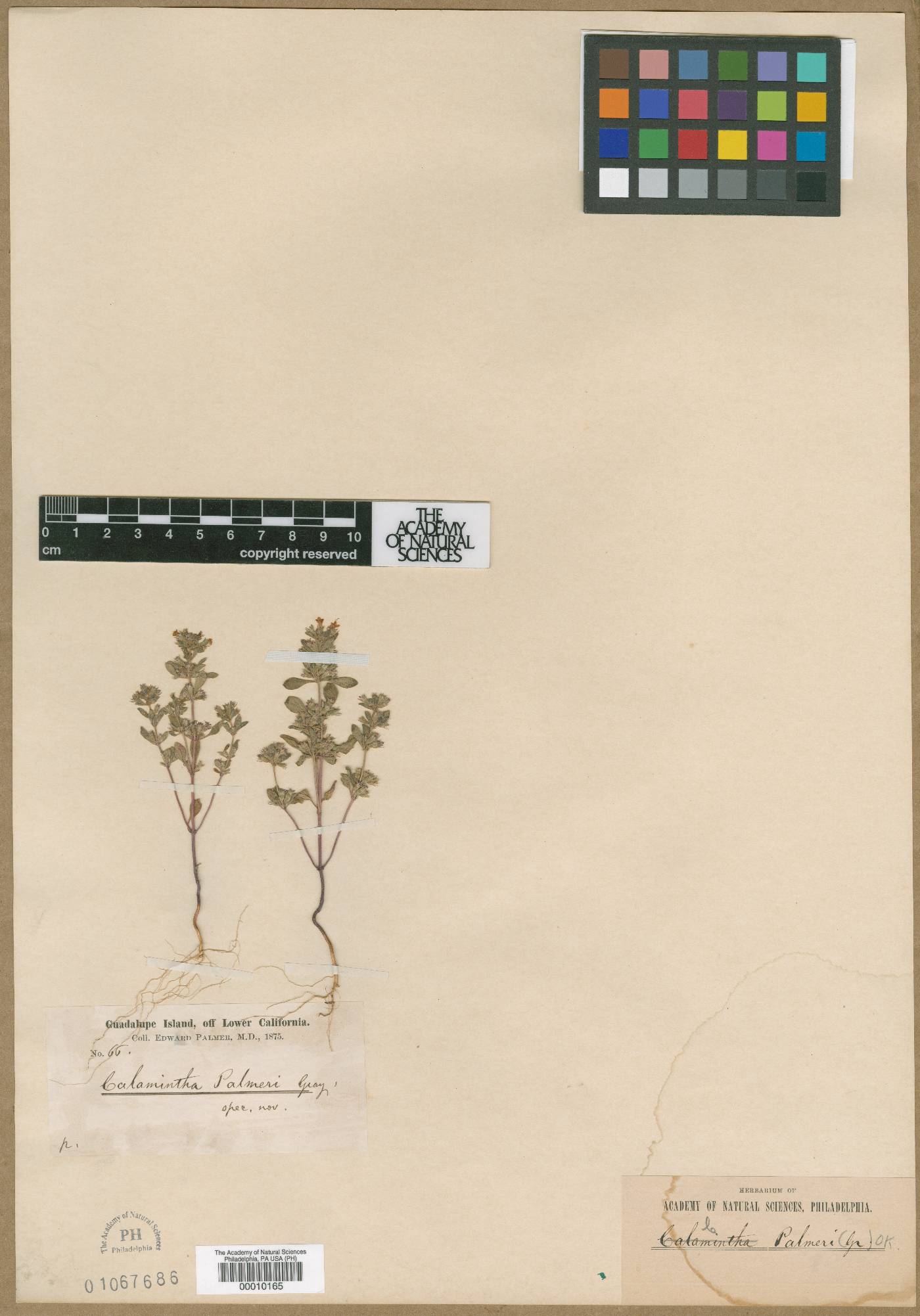 Calamintha palmeri image