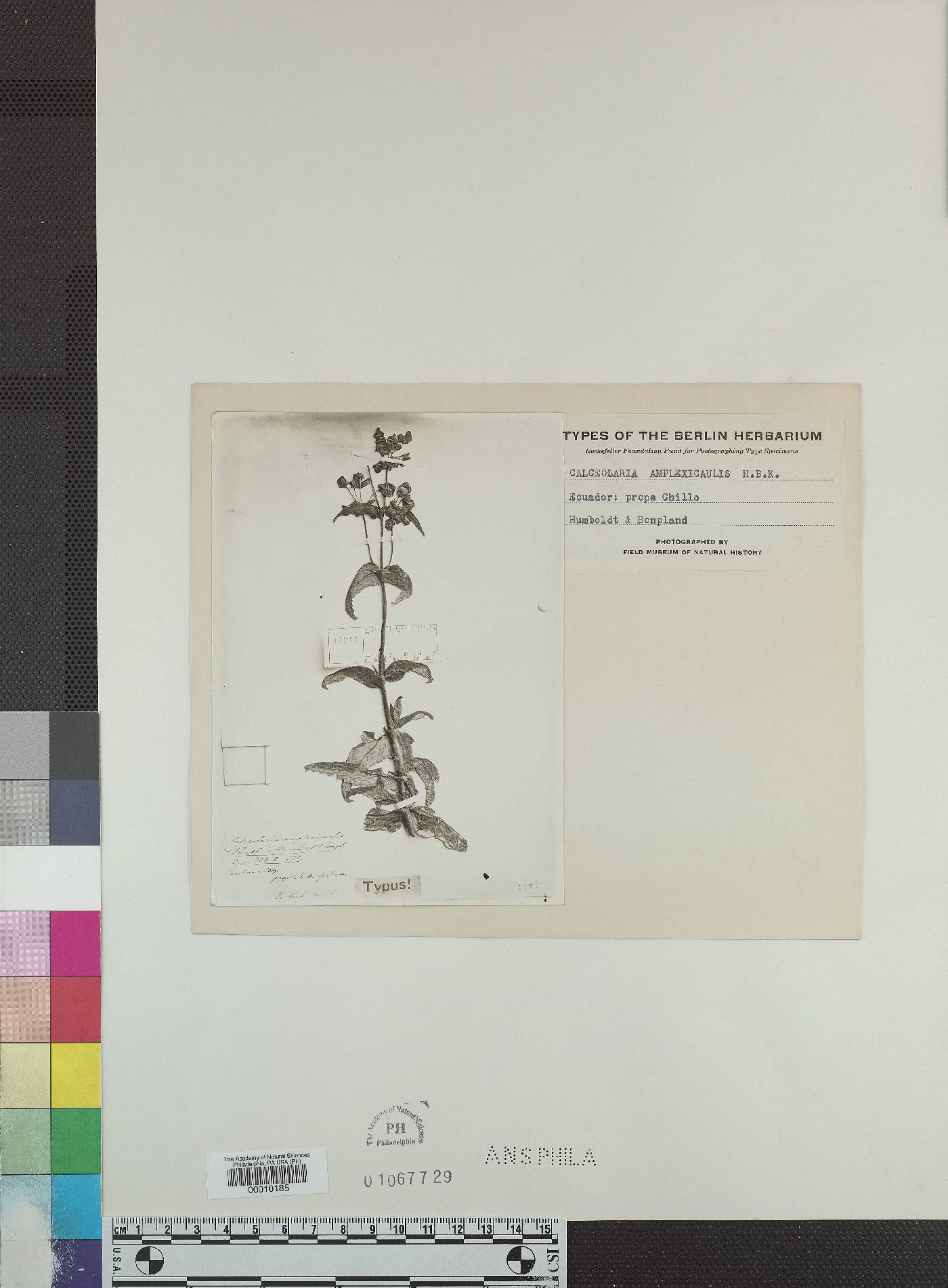 Calceolaria crenata image