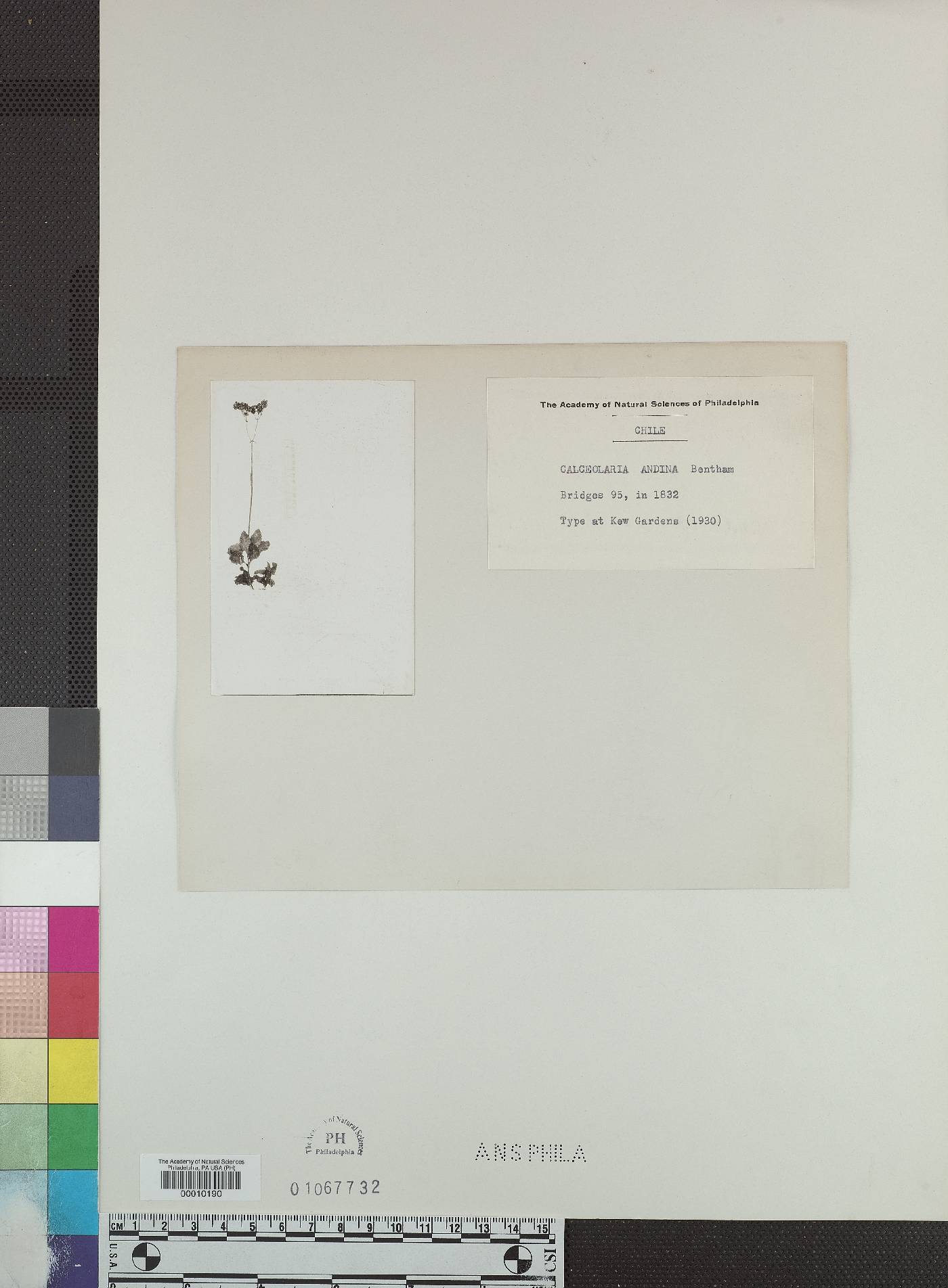 Calceolaria andina image