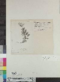 Image of Calceolaria aquatica