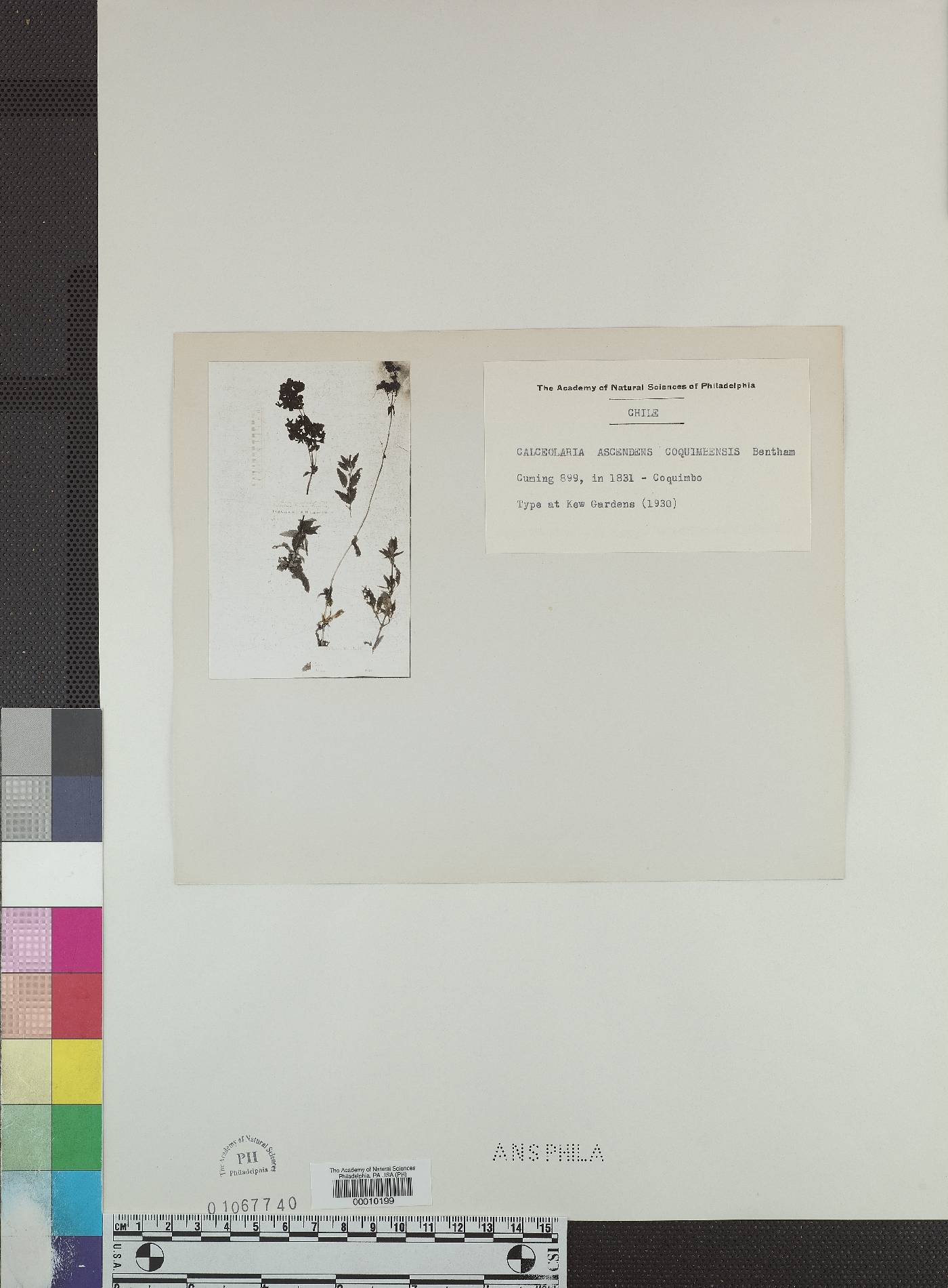 Calceolaria collina image