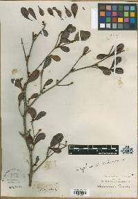 Linodendron cubanum image