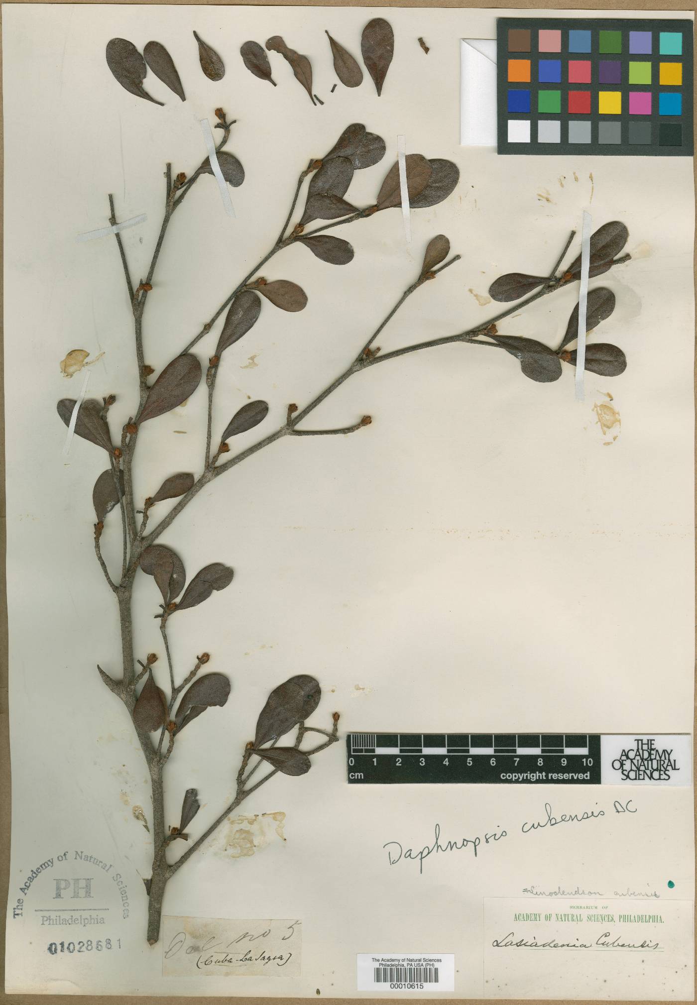 Linodendron cubanum image