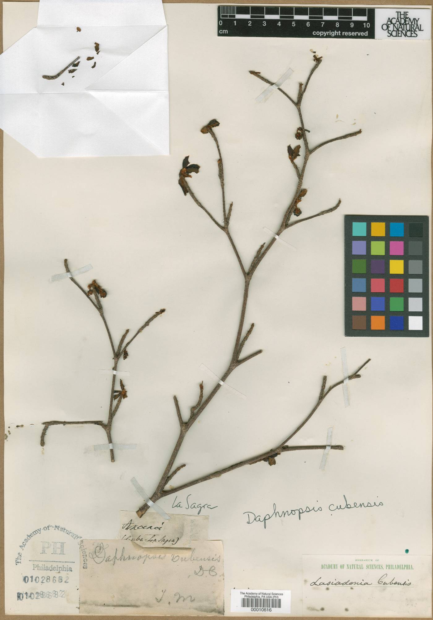 Linodendron cubanum image