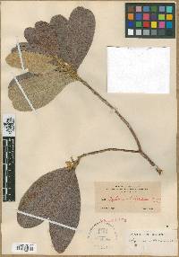 Daphnopsis helleriana image