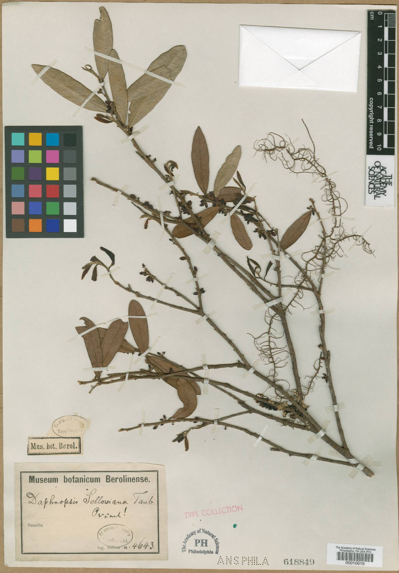 Daphnopsis sellowiana image