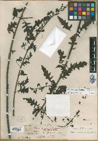 Macranthera flammea image