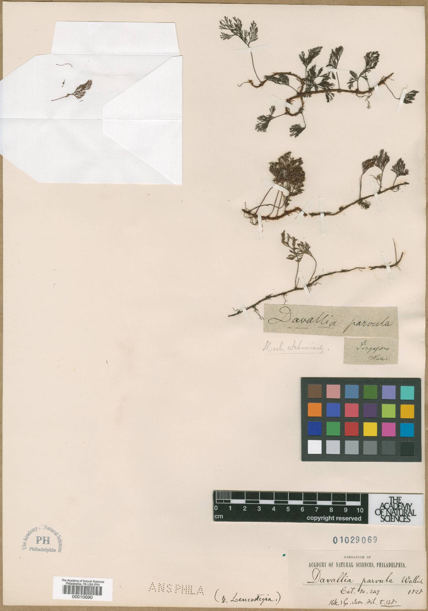 Davallia parvula image
