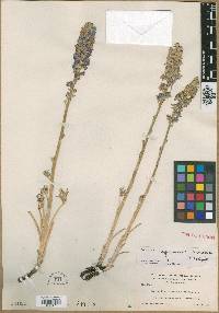 Delphinium cuyamacae image