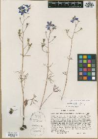 Delphinium nuttallianum image