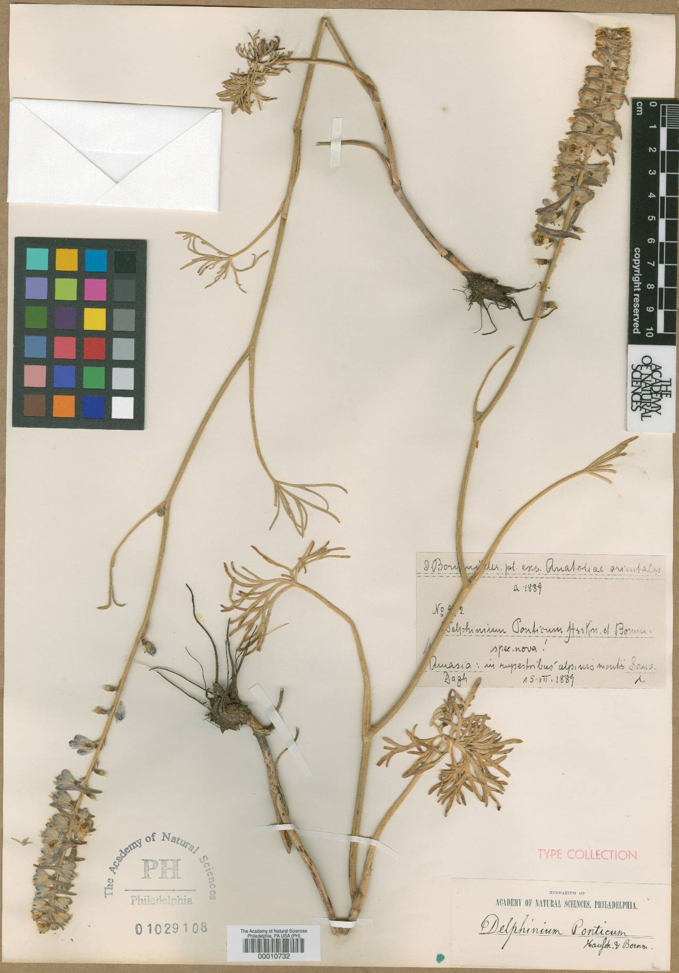 Delphinium ponticum image