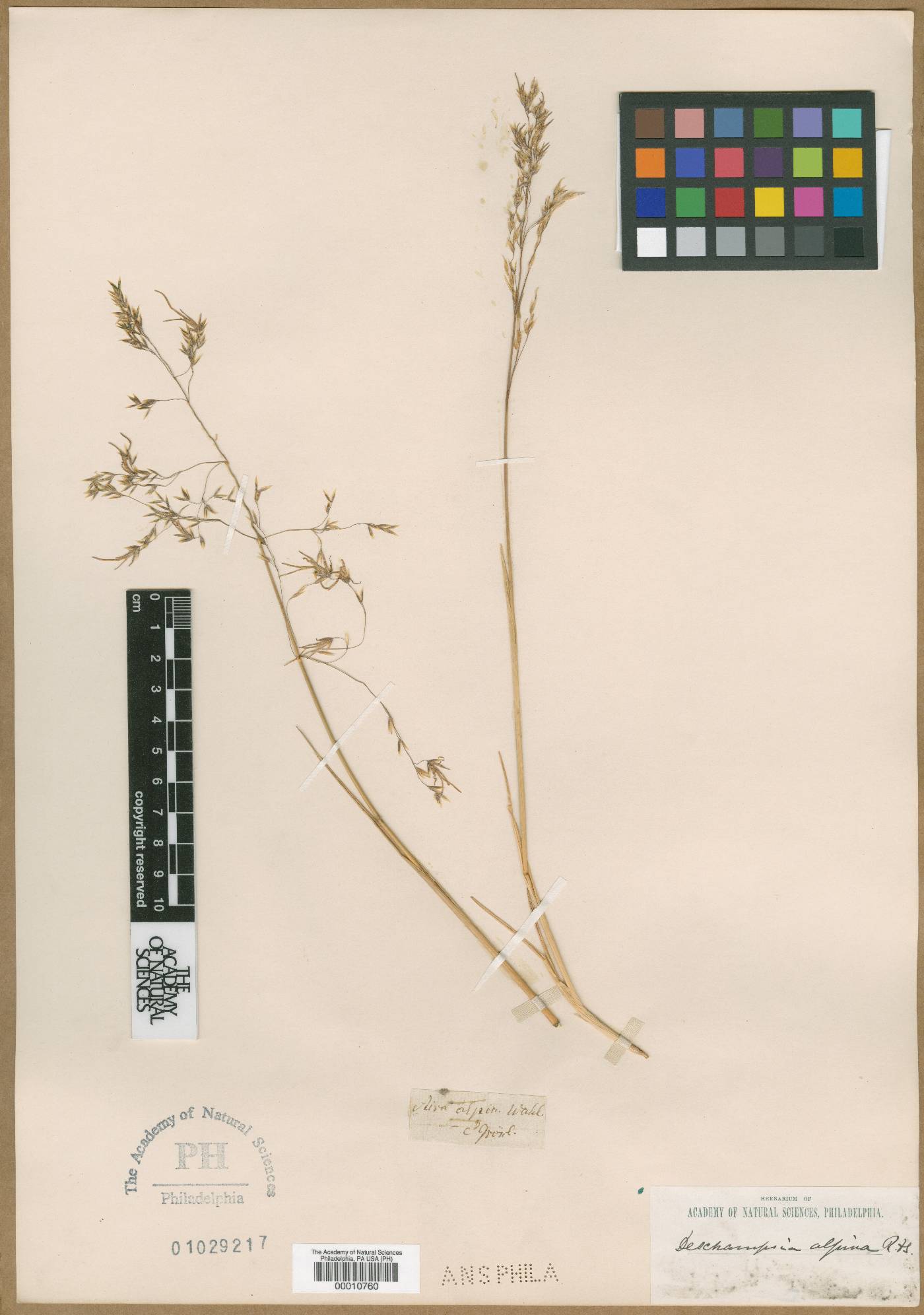 Deschampsia cespitosa var. alpina image