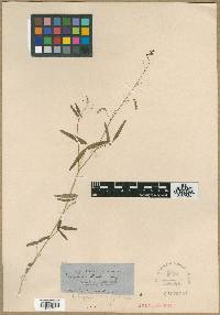 Desmodium bigelovii image