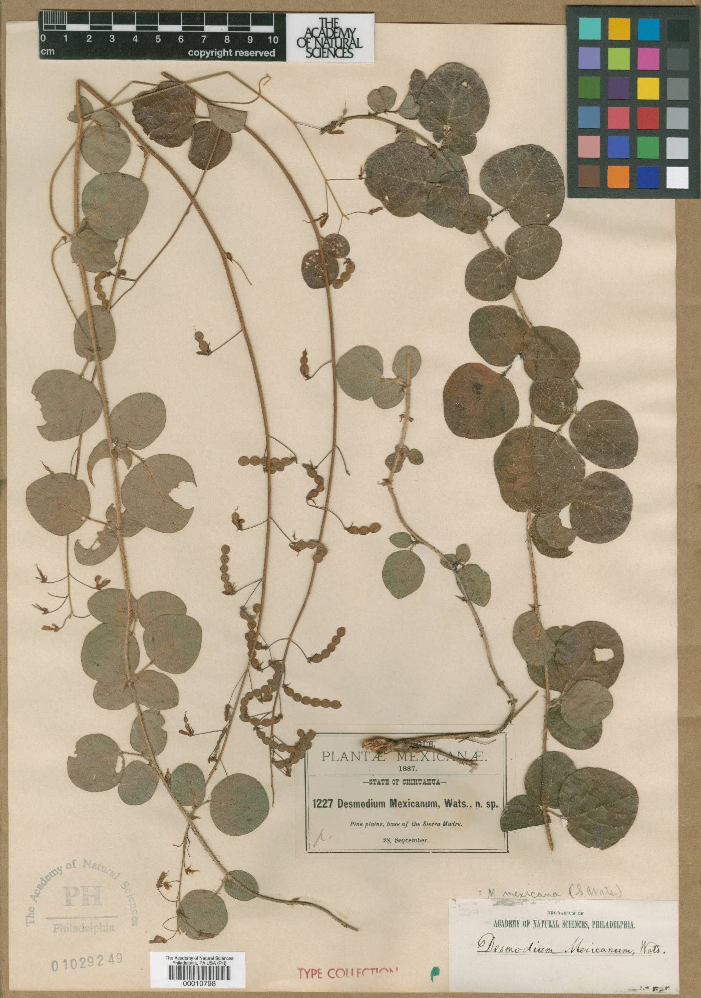 Desmodium mexicanum image