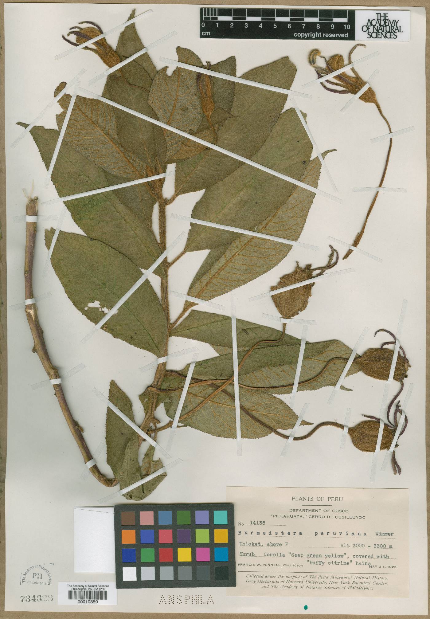 Centropogon peruvianus image