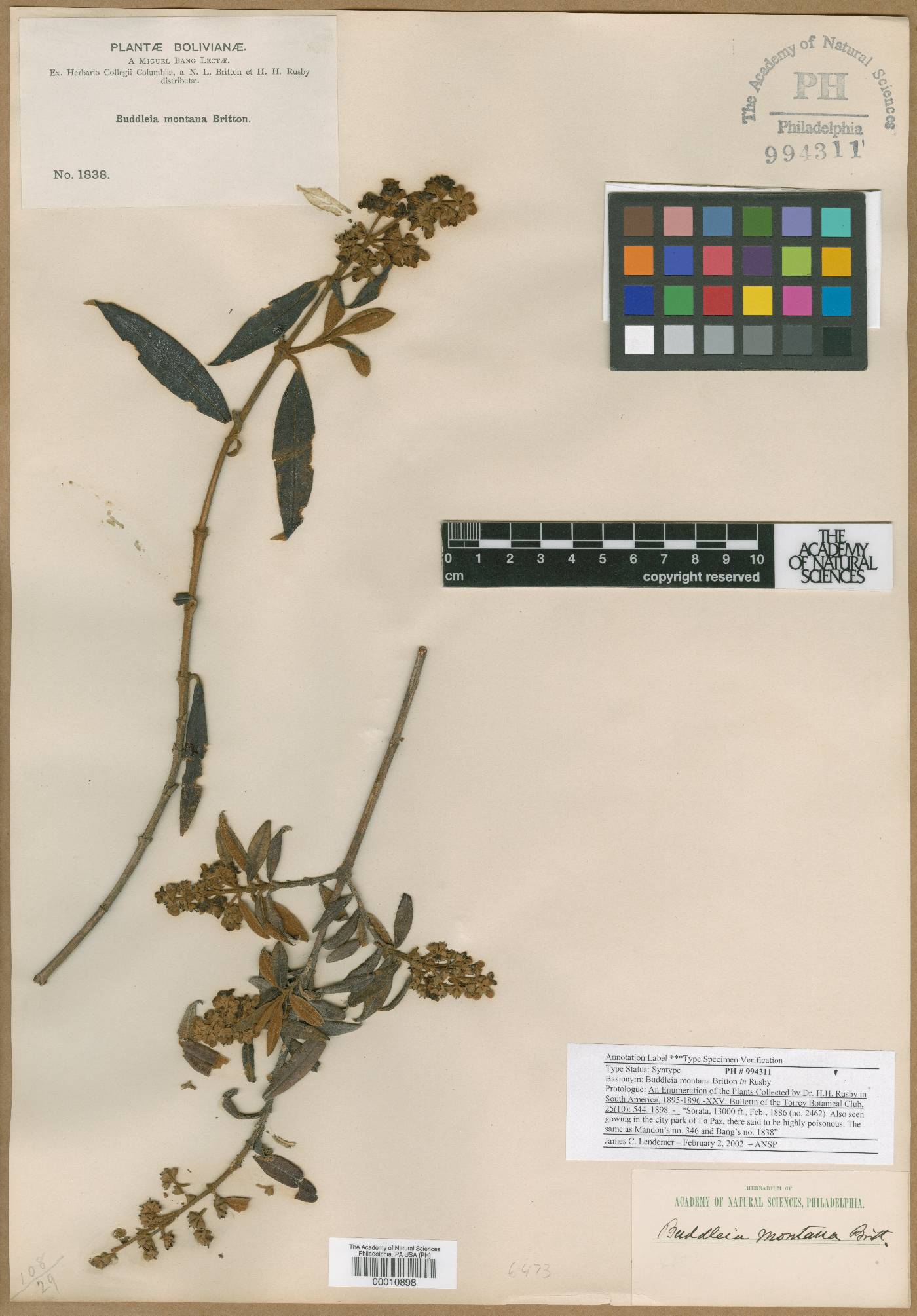 Buddleja montana image