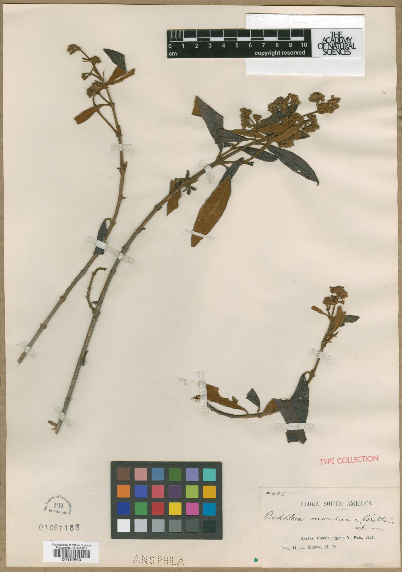 Buddleja montana image
