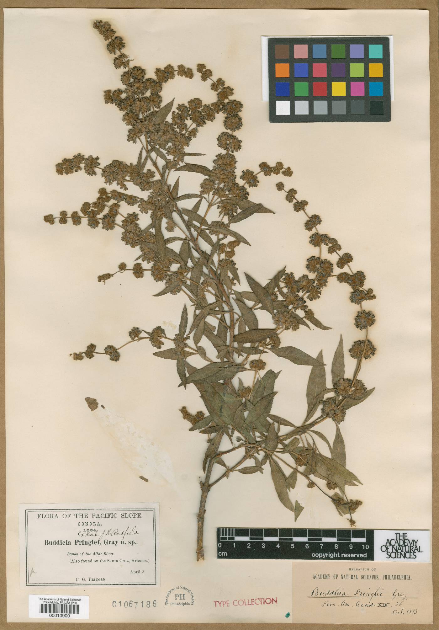 Buddleja pringlei image