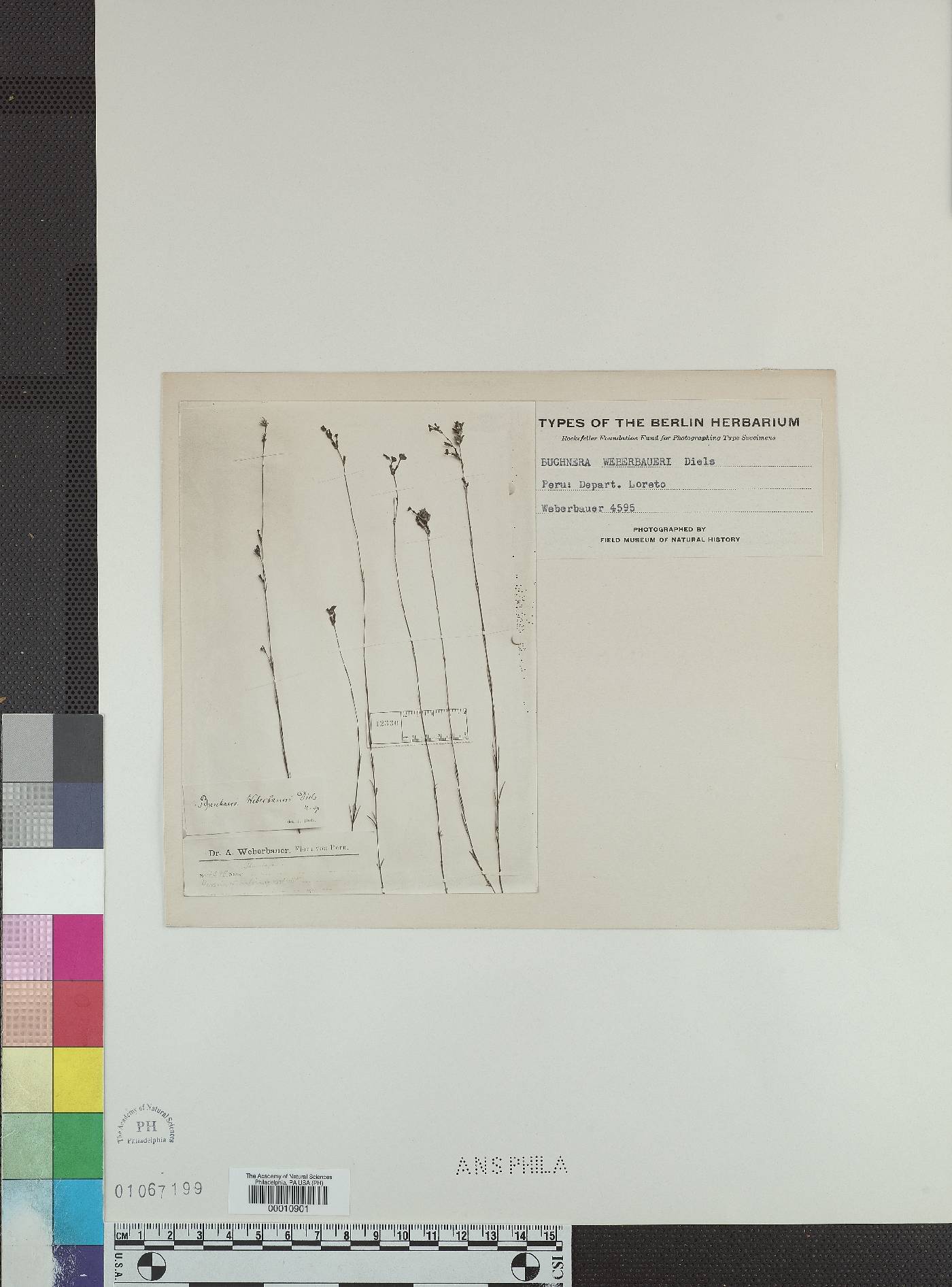 Buchnera weberbaueri image