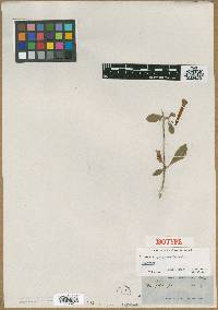 Brunfelsia purpurea image