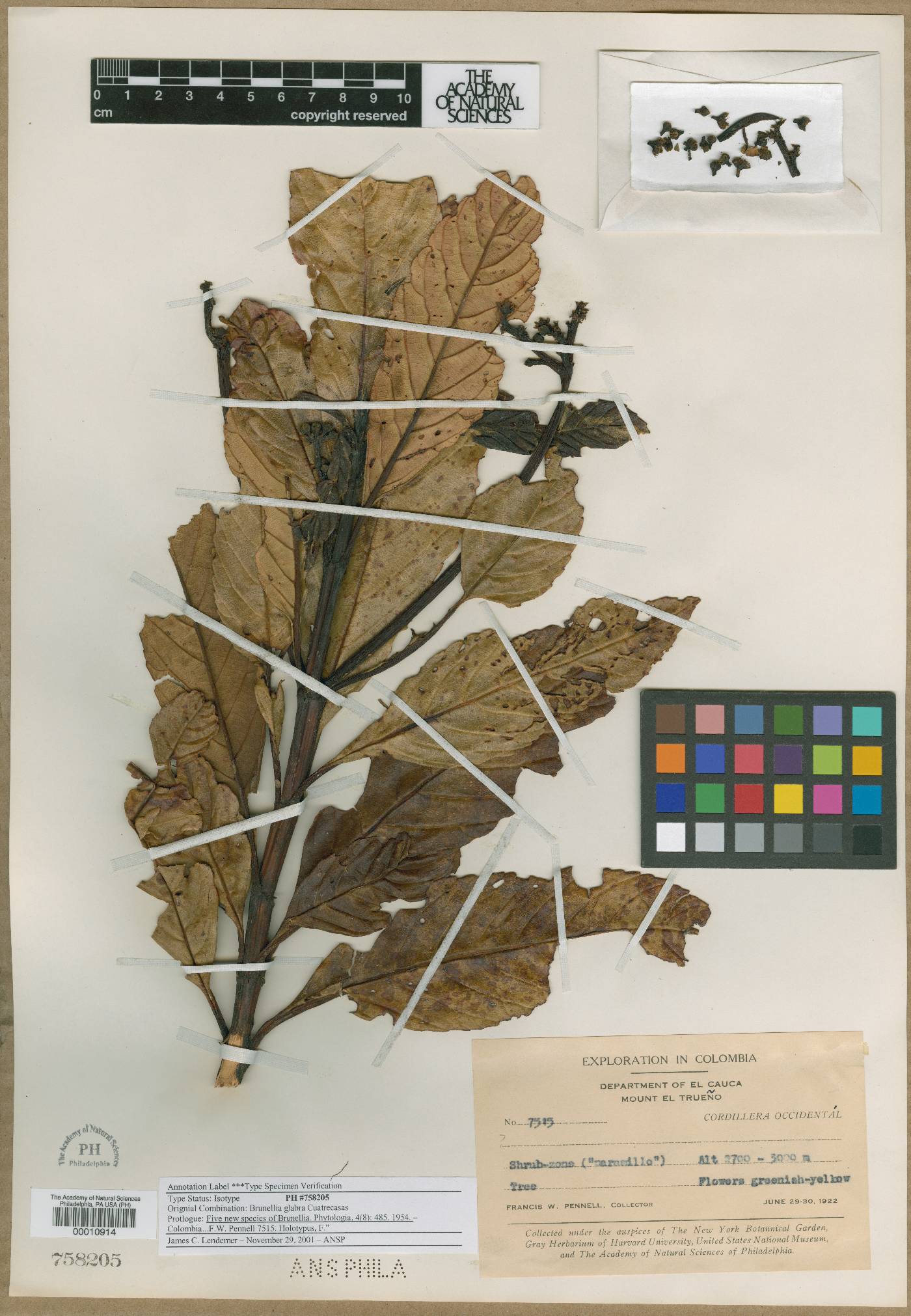 Brunellia glabra image