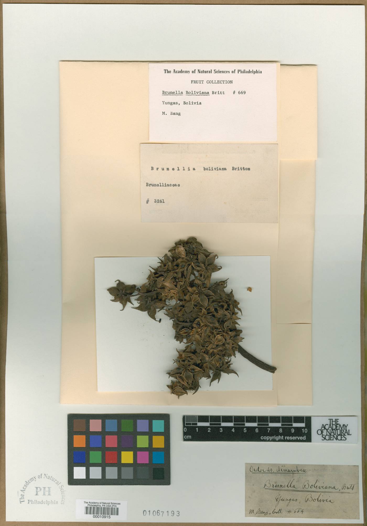 Brunellia boliviana image