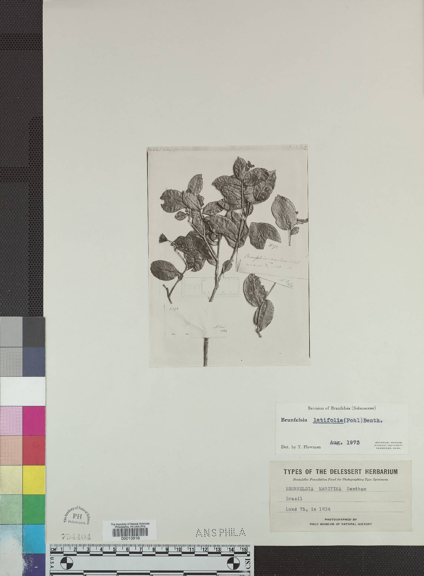 Brunfelsia latifolia image