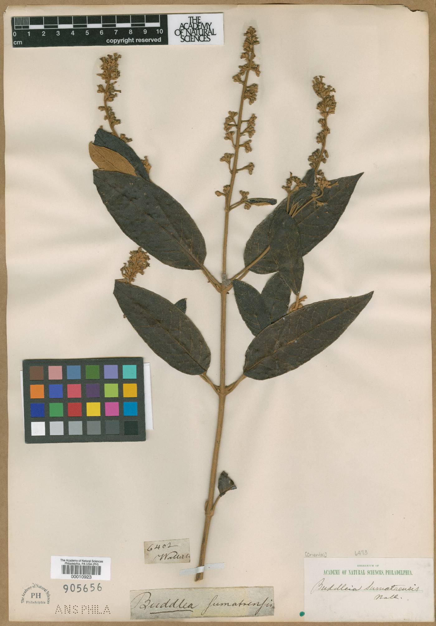 Buddlejaceae image