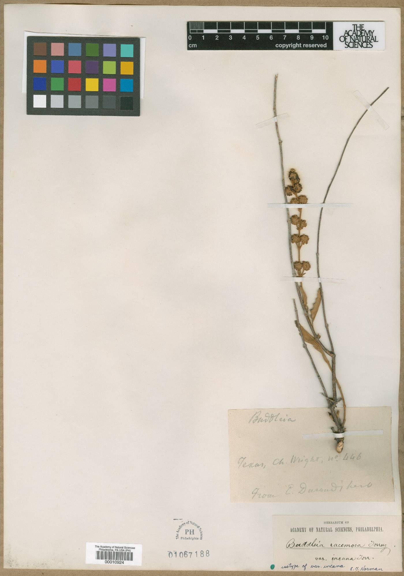 Buddleja racemosa subsp. incana image