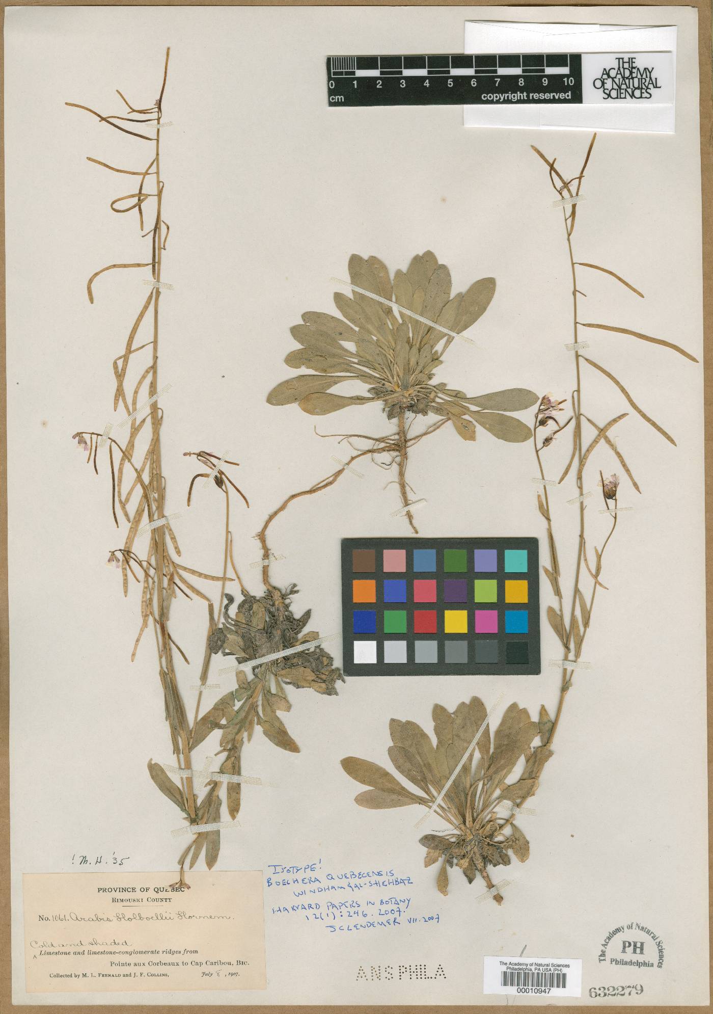 Boechera holboellii image