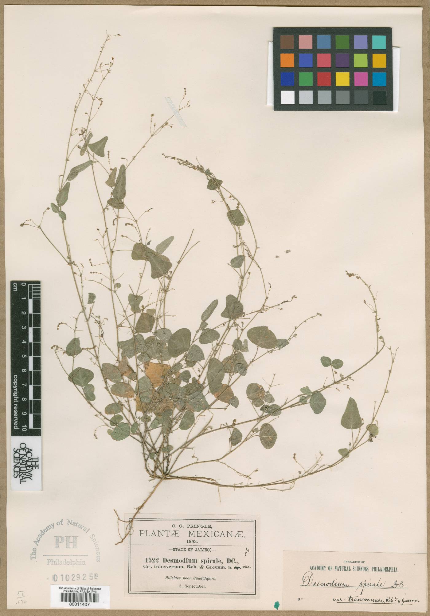 Desmodium procumbens var. transversum image