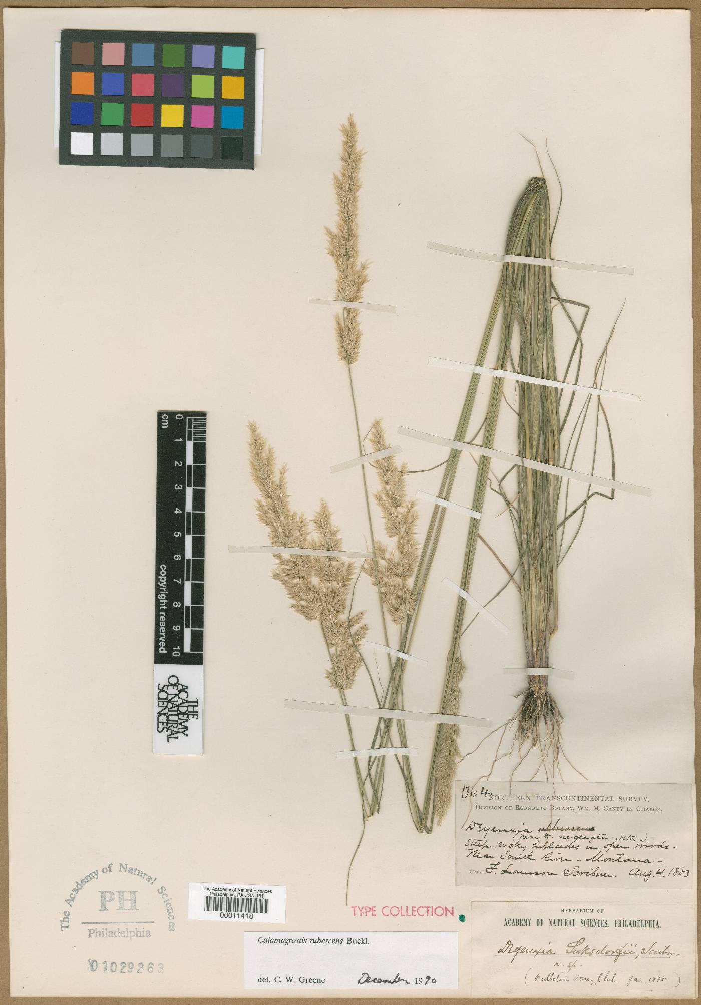 Calamagrostis rubescens image