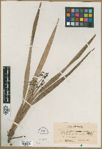 Dianella sandwicensis image