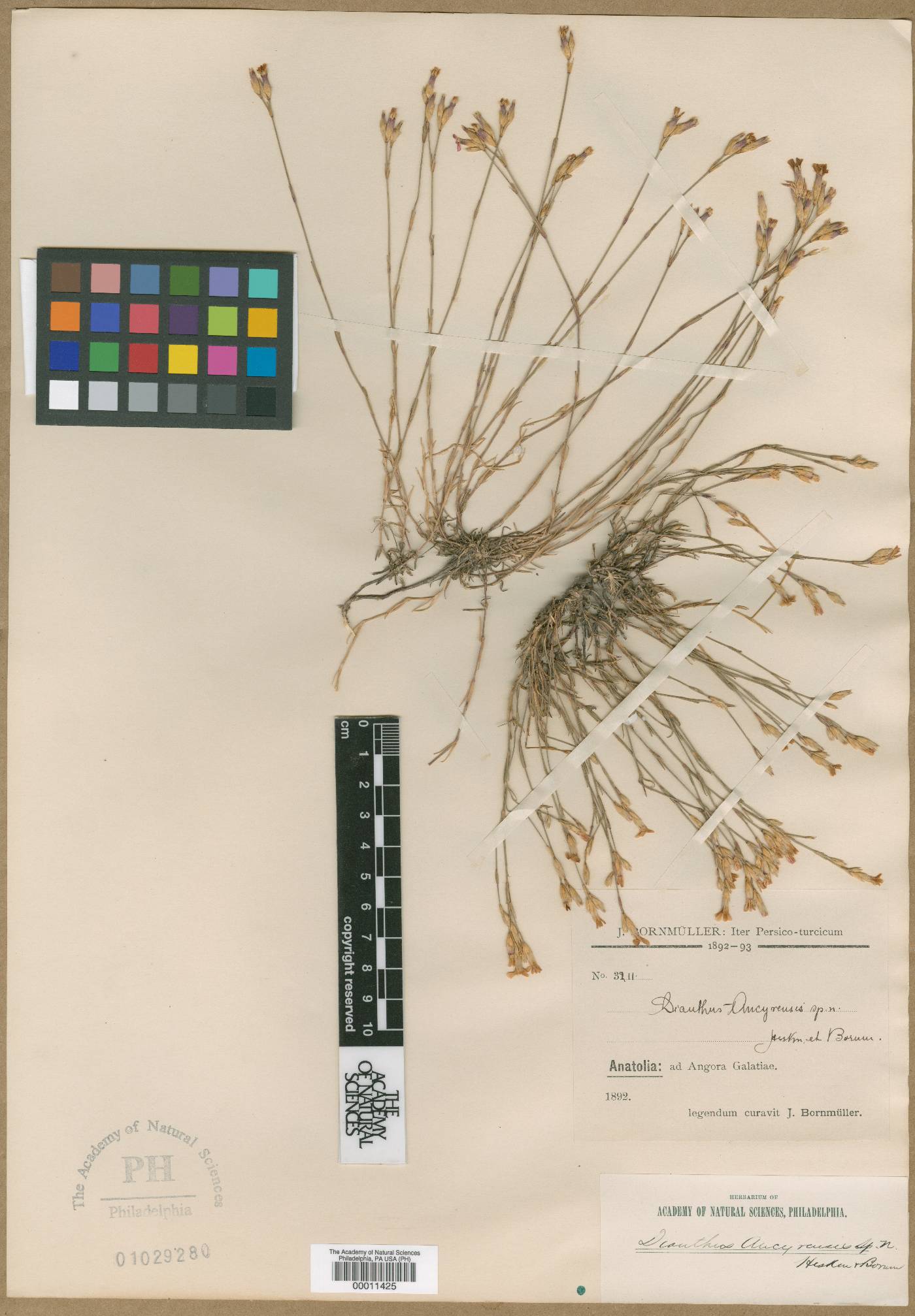 Dianthus ancyrensis image
