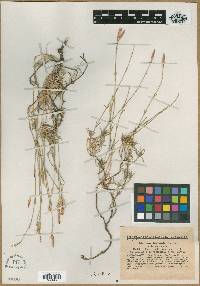 Dianthus lusitanus image