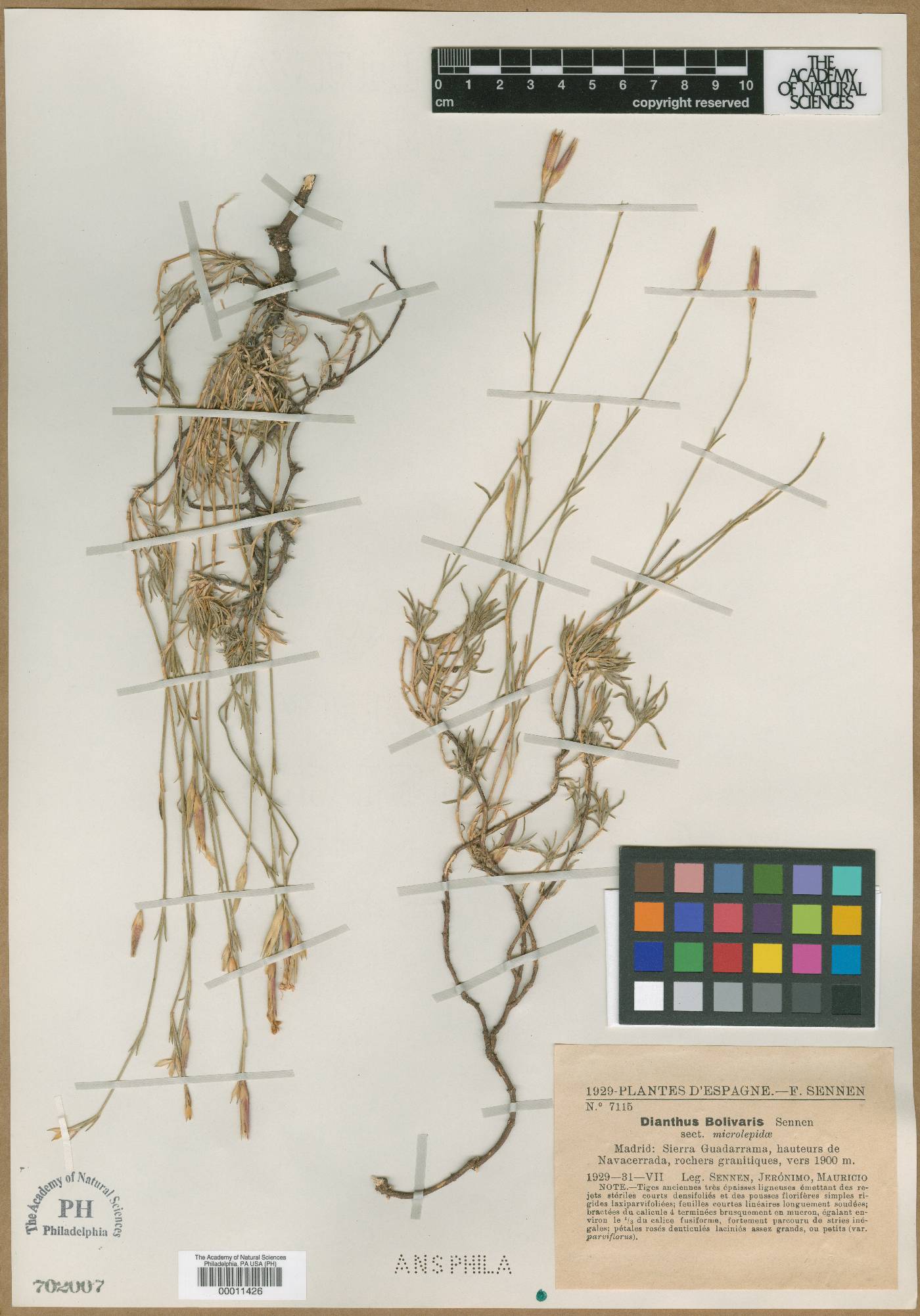 Dianthus lusitanus subsp. lusitanus image