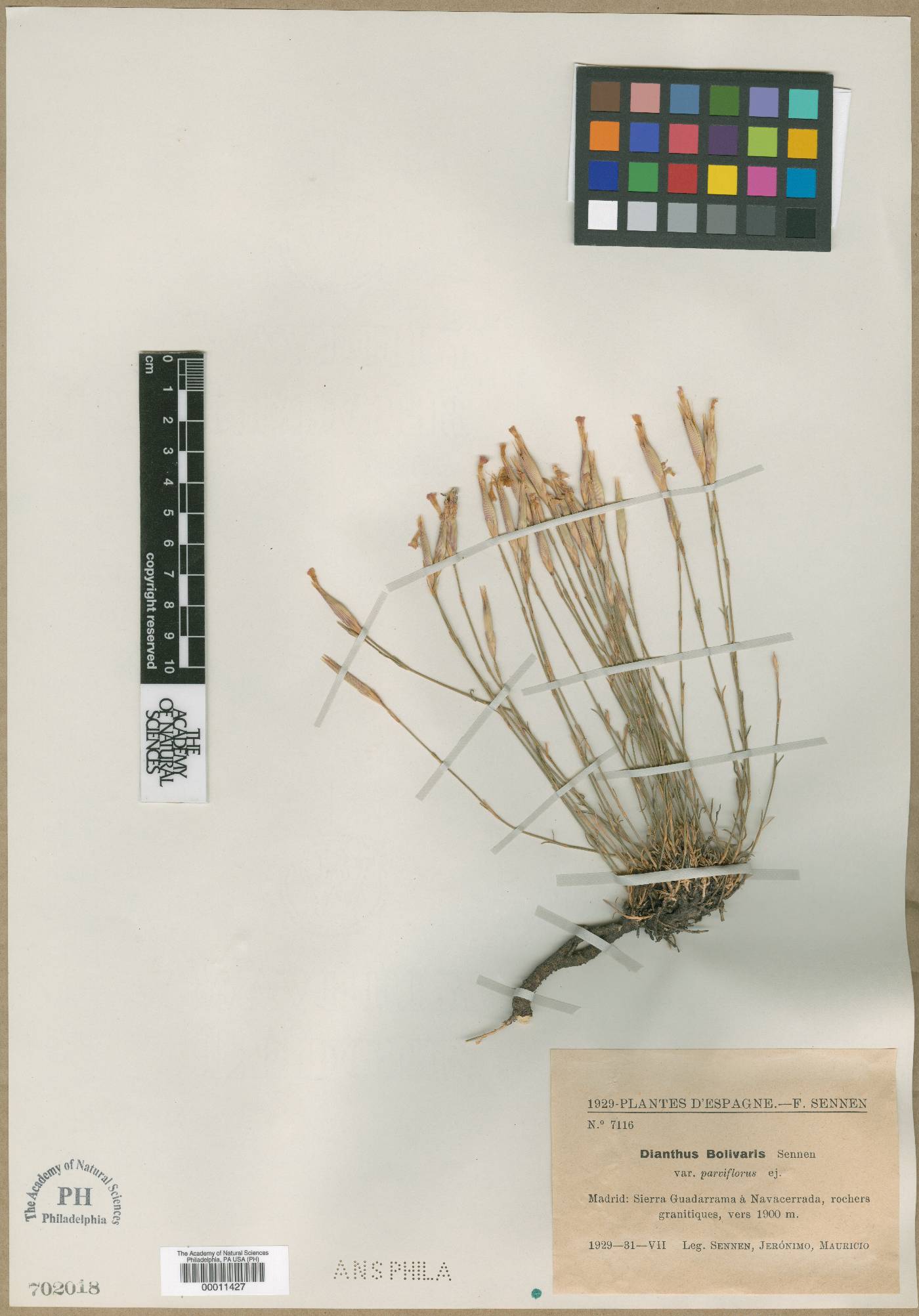 Dianthus lusitanus image