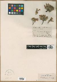 Image of Dianthus engleri