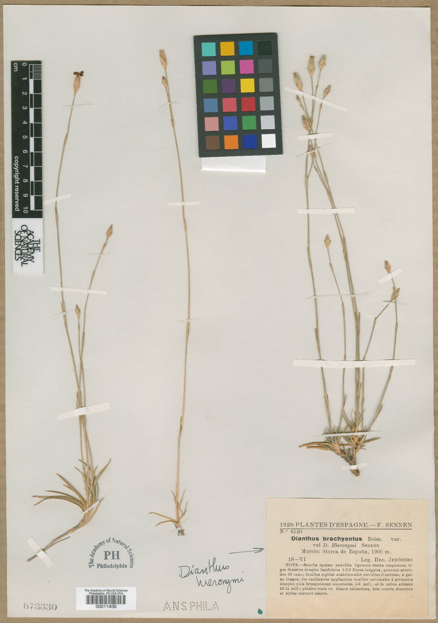Dianthus pungens subsp. brachyanthus image