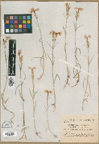 Dianthus hyssopifolius image