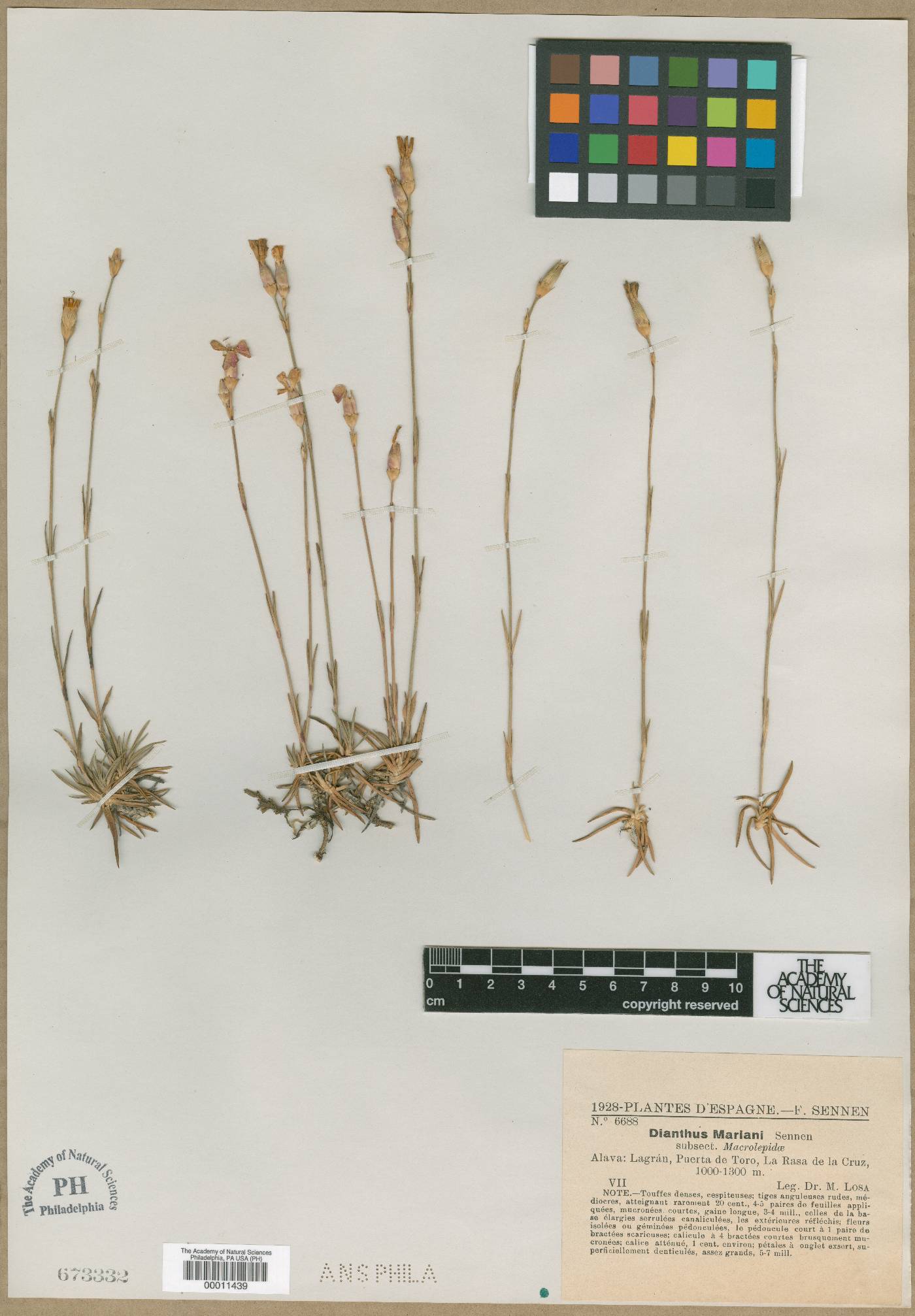 Dianthus algetanus image