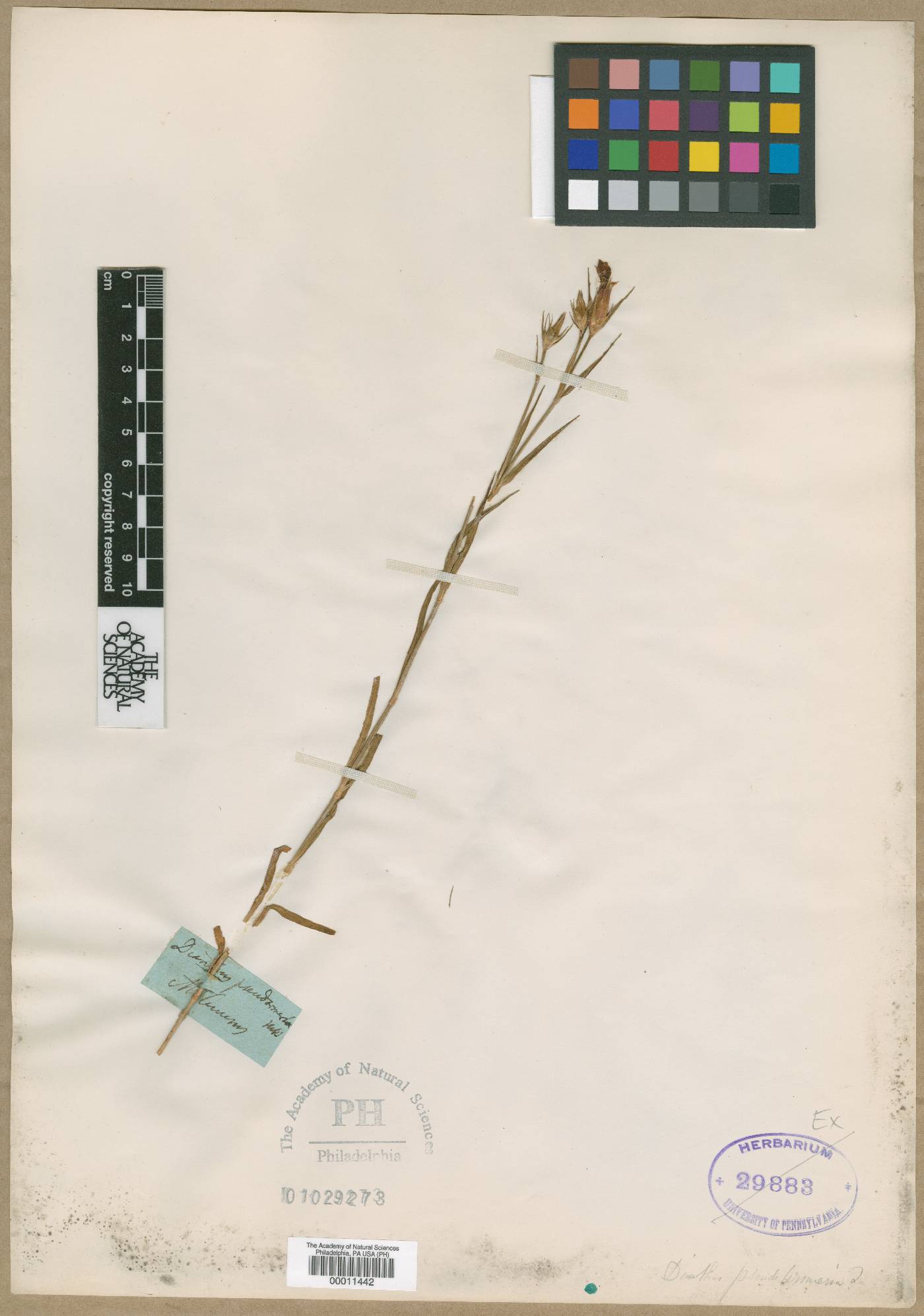 Dianthus pseudarmeria image