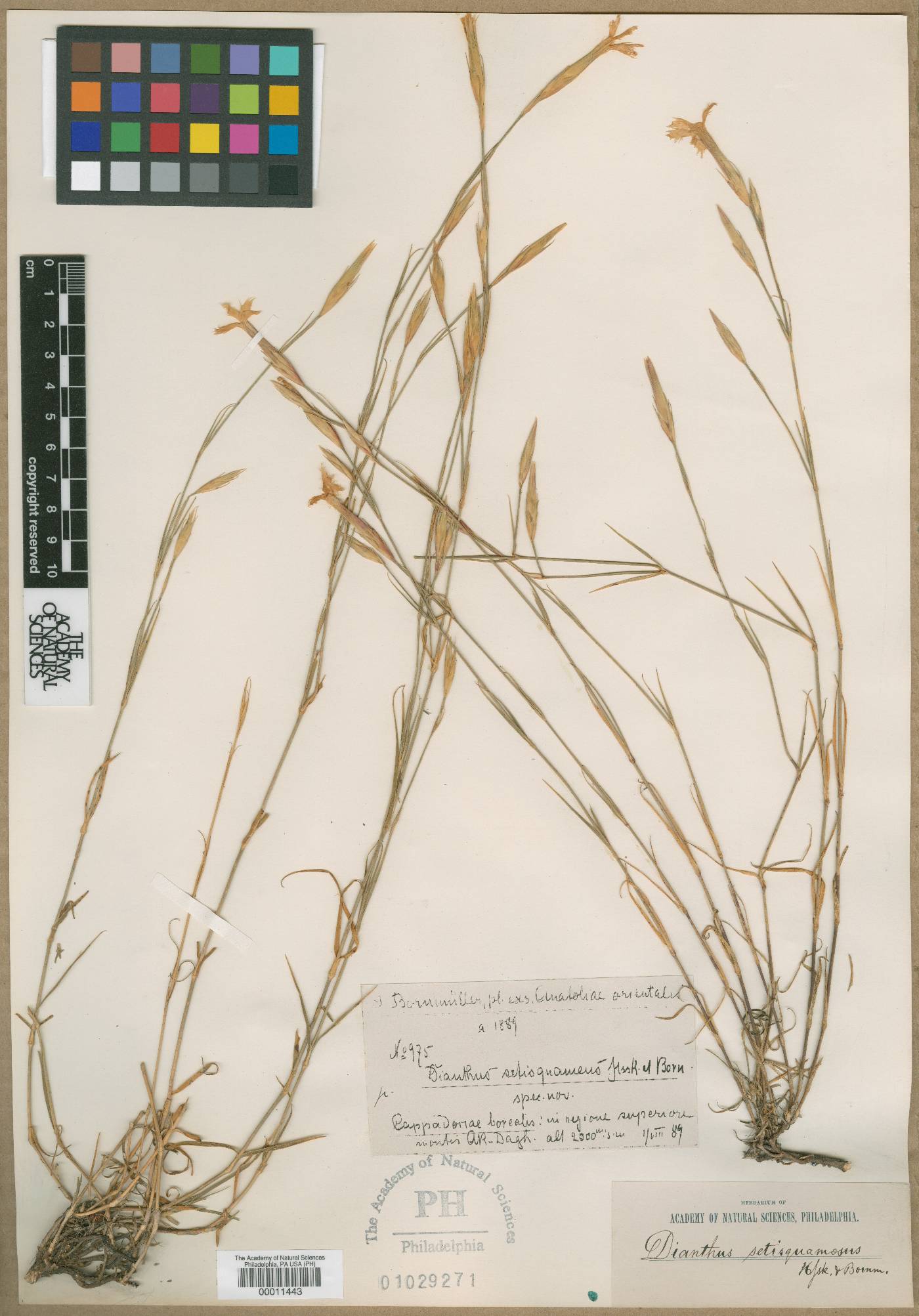 Dianthus setisquameus image