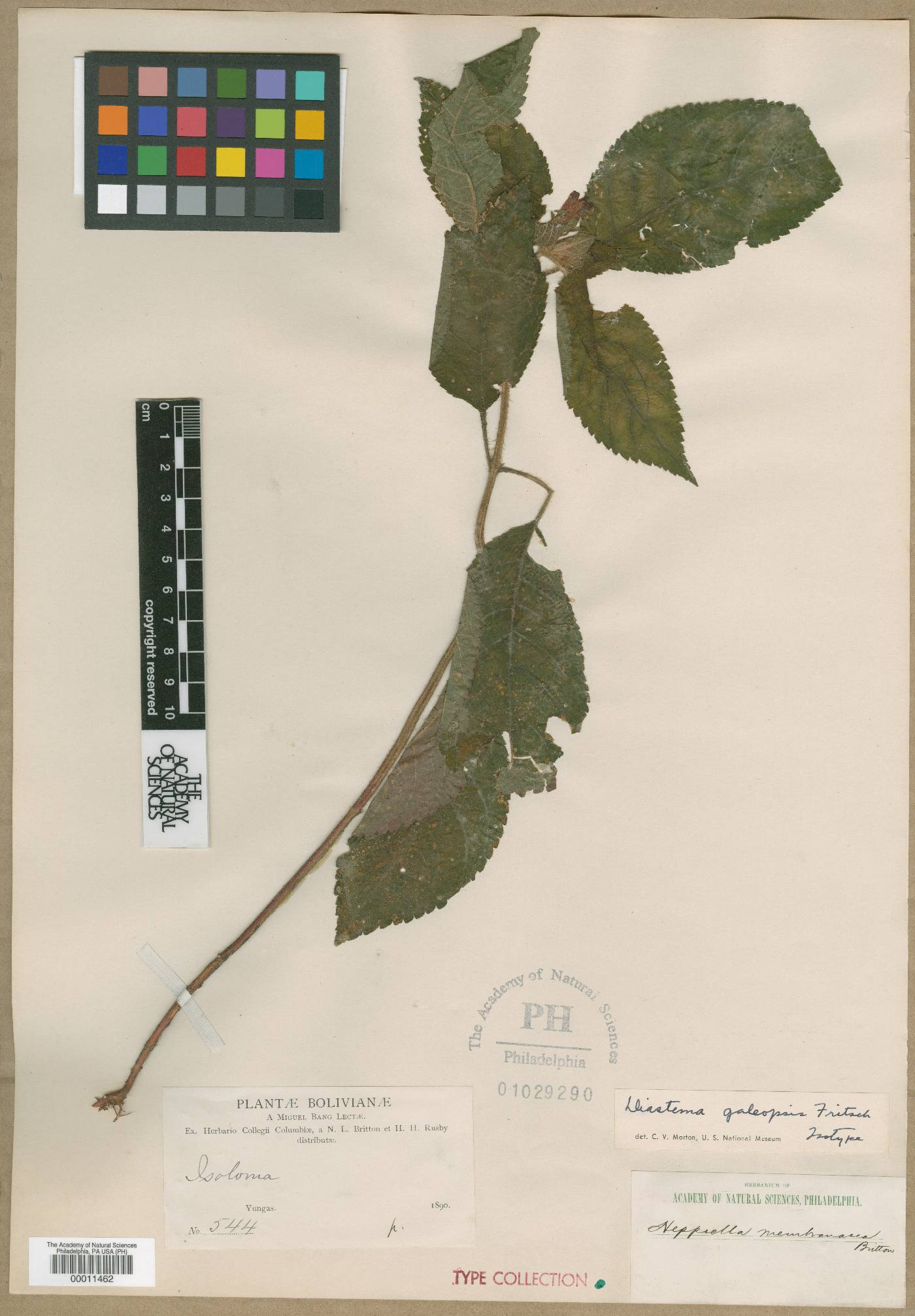 Pearcea sprucei var. parviflora image
