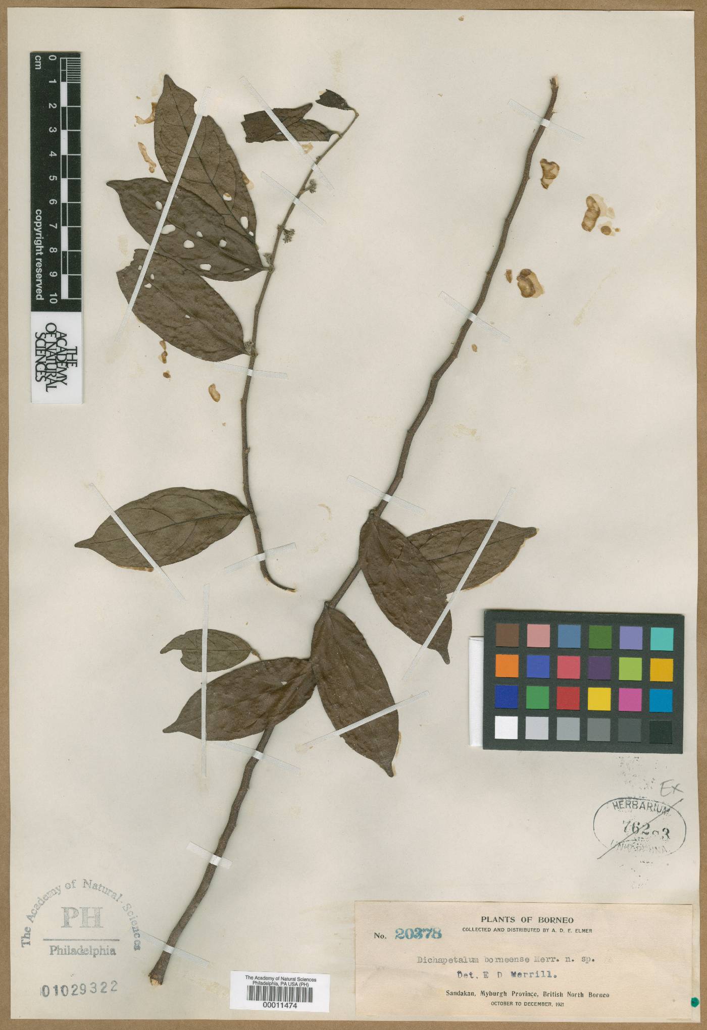 Dichapetalum gelonioides subsp. tuberculatum image