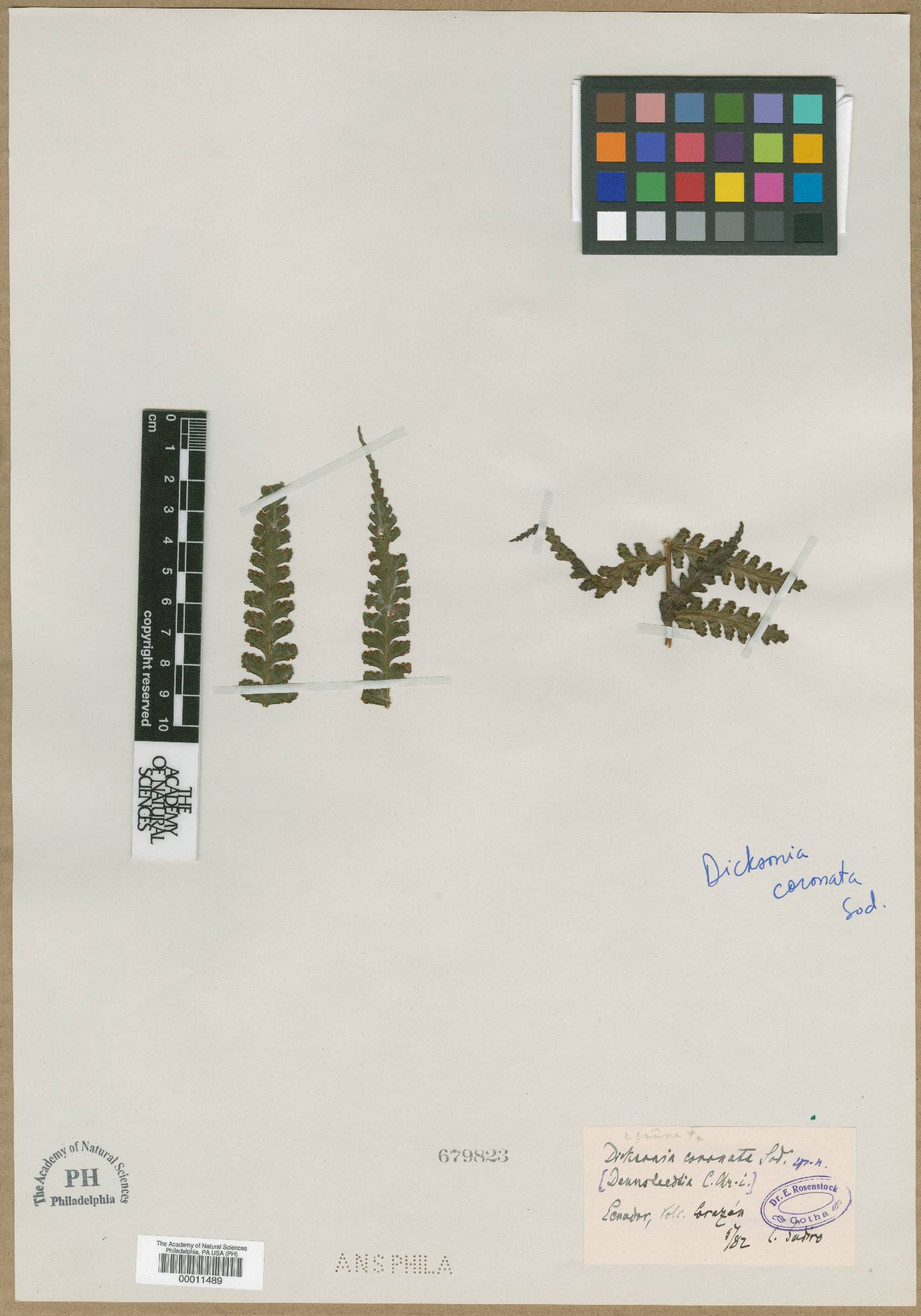Dennstaedtia arborescens image