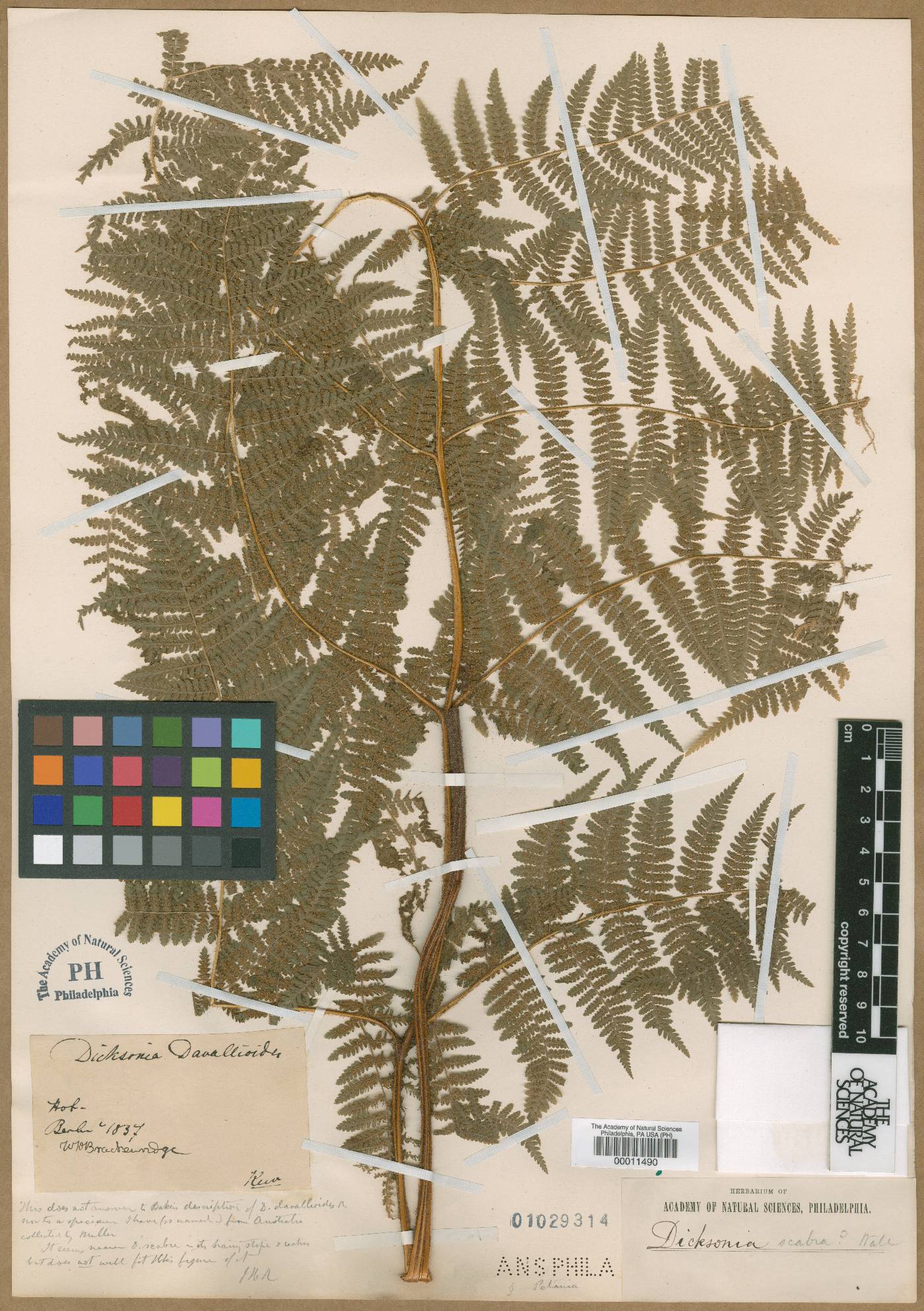 Dennstaedtia davallioides image