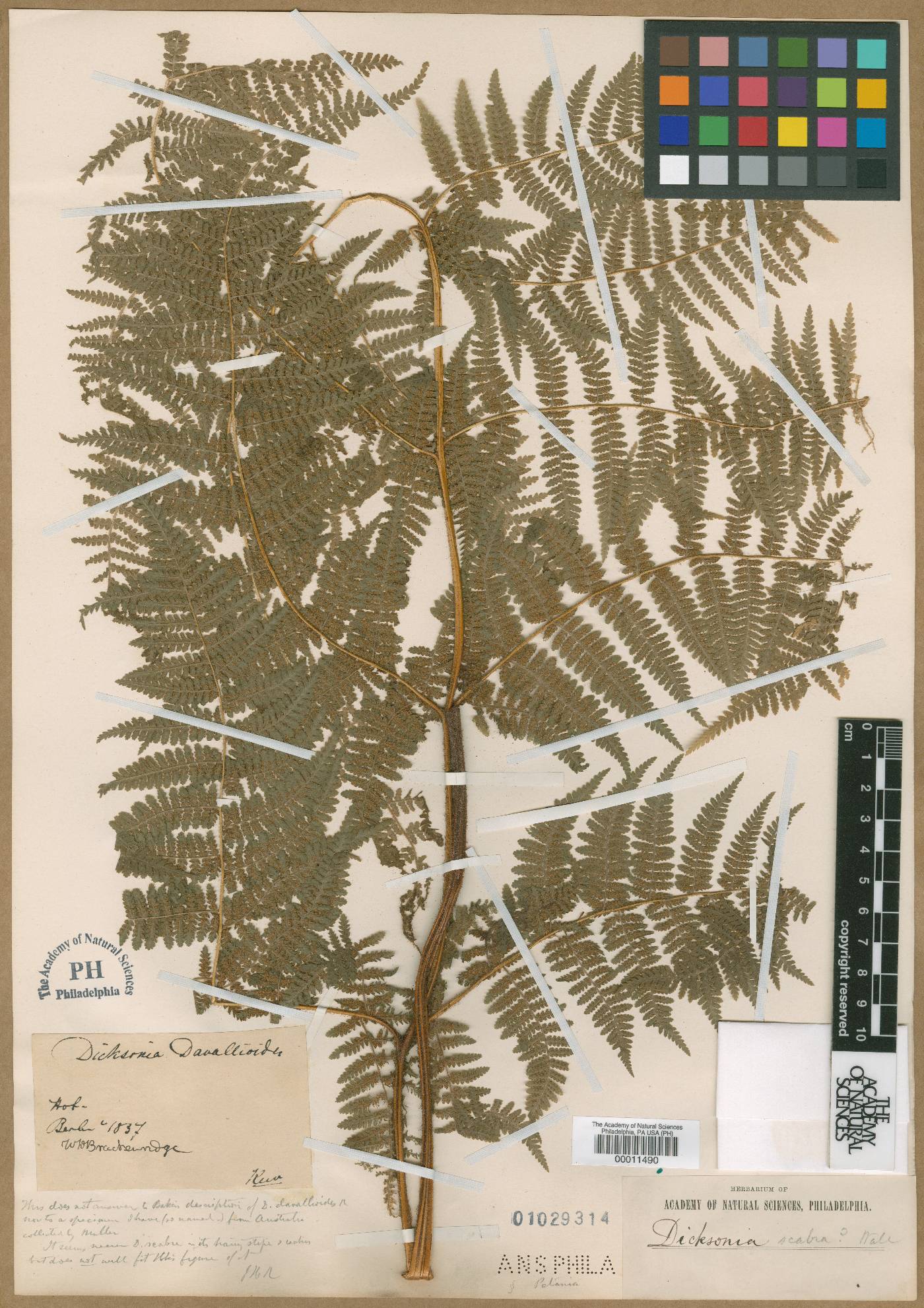 Dennstaedtia davallioides image