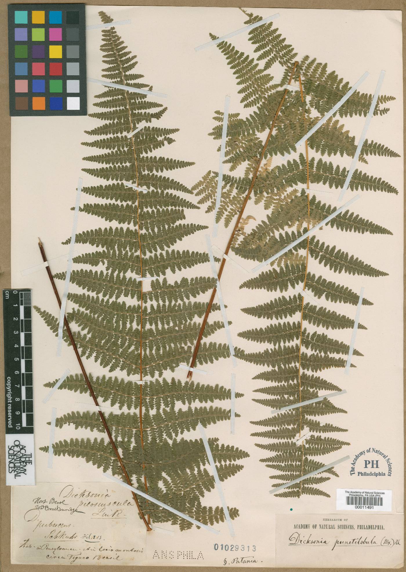 Dicksonia pubescens image